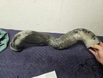 2002 - 2006 Dodge Freightliner Sprinter Air Box Intake Pipe Hose 0000949308. Fixed Price $43.00.
